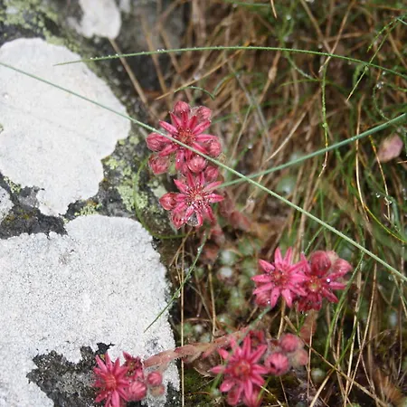 Hinter Dem Rot Stei Alpehytte